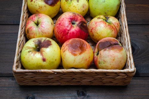 Pourrissement des fruits