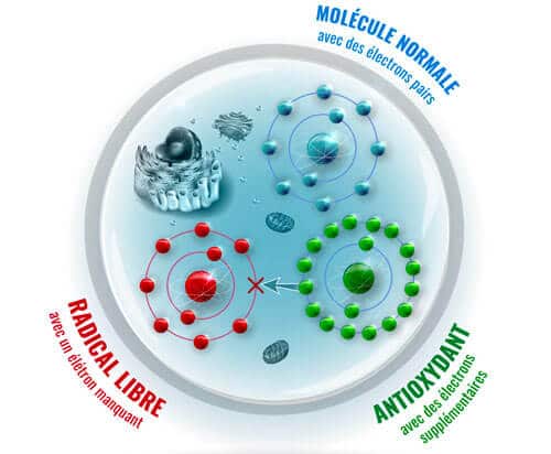 Stress antioxydant / Radiacaux libres