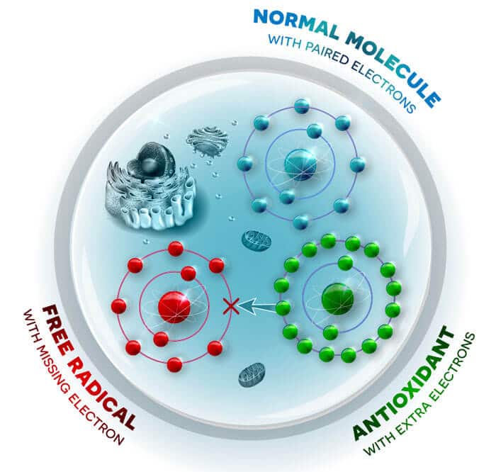 Oxidative stress Free radicals